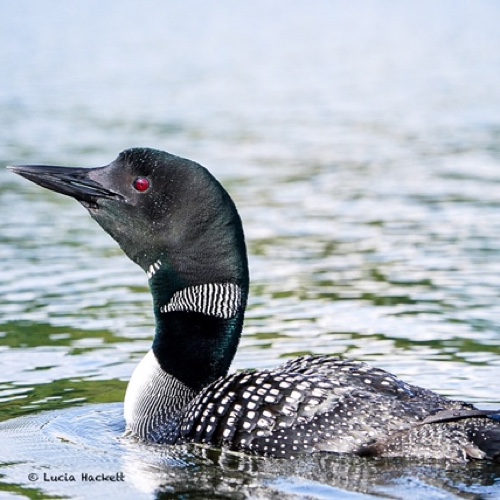 Bird Watching at Tall Timber Lodge, Pittsburg NH